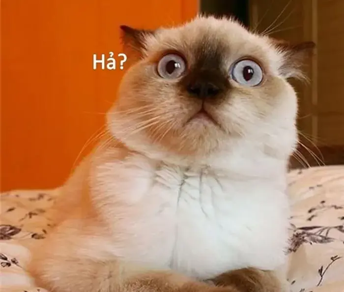 Khám phá bộ ảnh meme bất ngờ đầy hài hước và thú vị