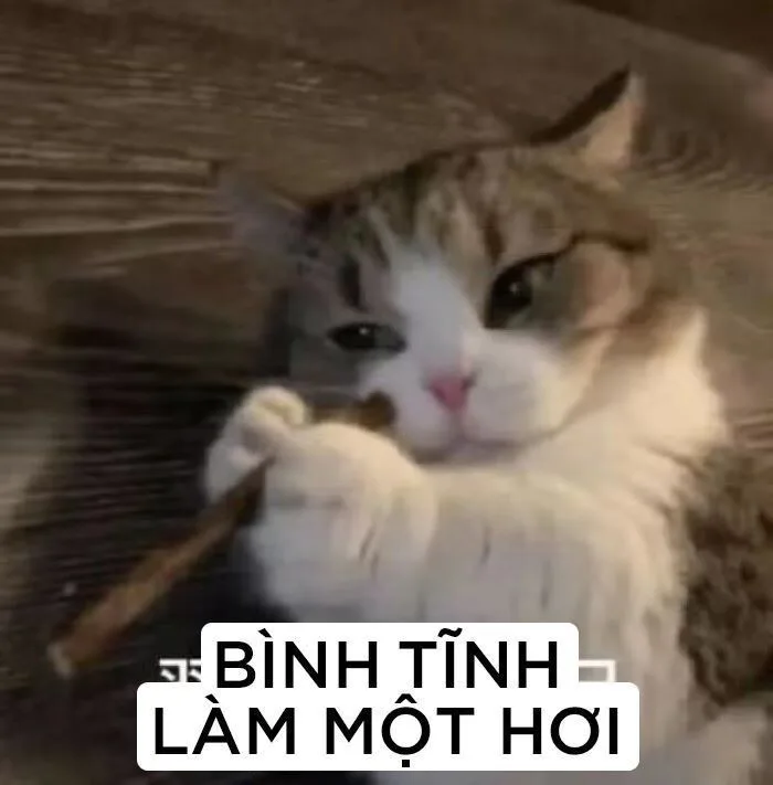 180 Mèo méo meo ý tưởng | ảnh động vật hài hước, mèo hài hước, meme động vật