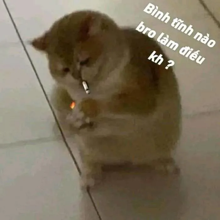 Mèo nâu châm điếu thuốc 