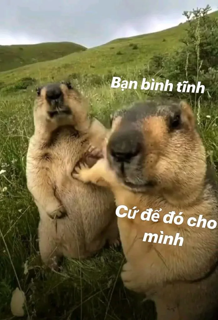 Bạn bình tĩnh Cứ để đó cho mình