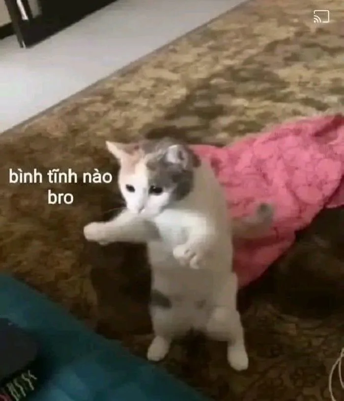Funny Cat Memes - Hilarious and Cute Cat Pictures | Hài hước về chó, Meme  động vật, Thái cực quyền