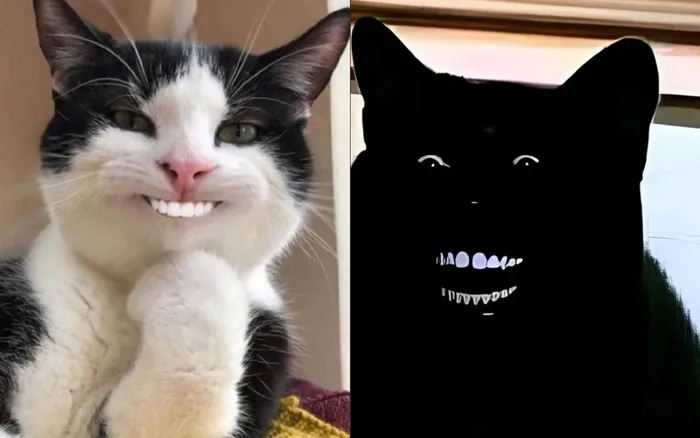 Meme mèo bựa: Tổng hợp bộ sưu tập meme mèo bựa siêu hài hước, cười ra nước  mắt