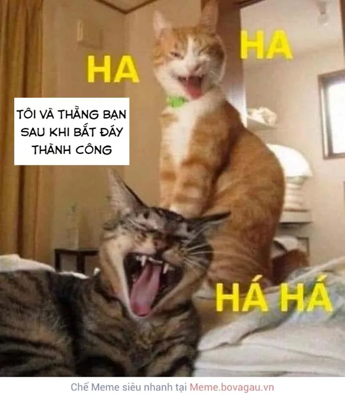 Meme Mèo Bựa Là Gì? Tổng Hợp Những Meme Mèo Bựa Nhất Cho Nhà Đầu Tư