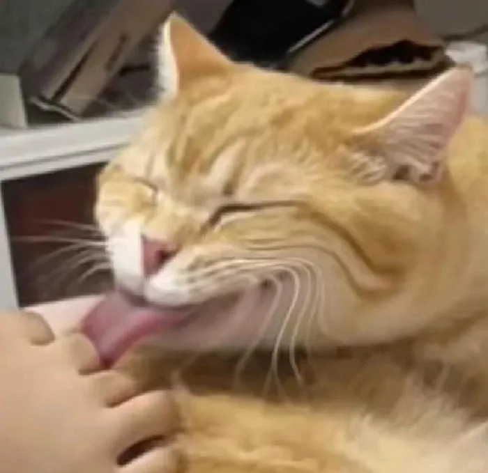 250+ meme bựa bá đạo cực hài để chia sẻ với bạn bè