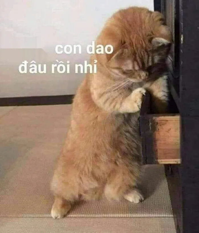 Meme mèo bựa: Tổng hợp bộ sưu tập meme mèo bựa siêu hài hước, cười ra nước  mắt
