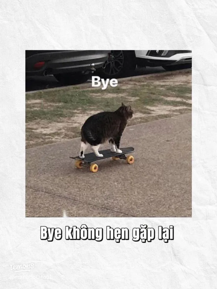 Tổng hợp các meme mèo hài hước 2023 (có chữ, la hét, tức giận…)