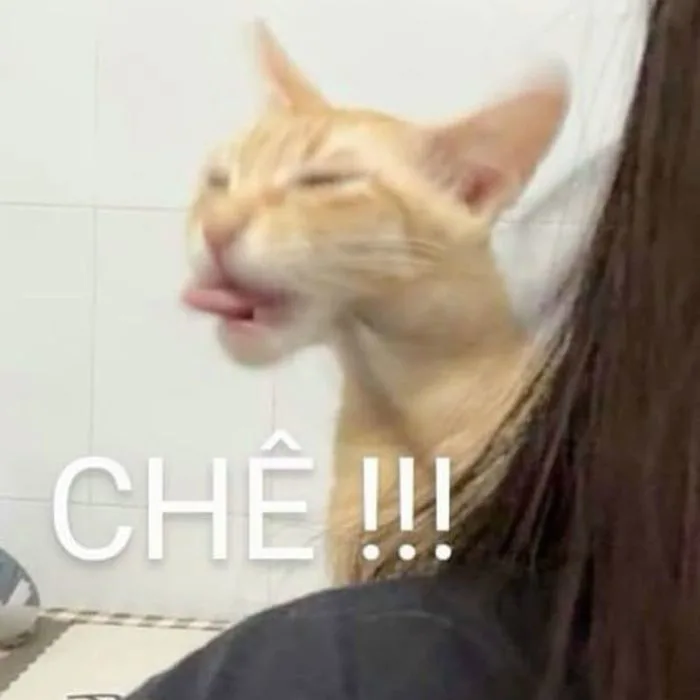 Top 50+ ảnh meme từ chối siêu hài dành cho team 