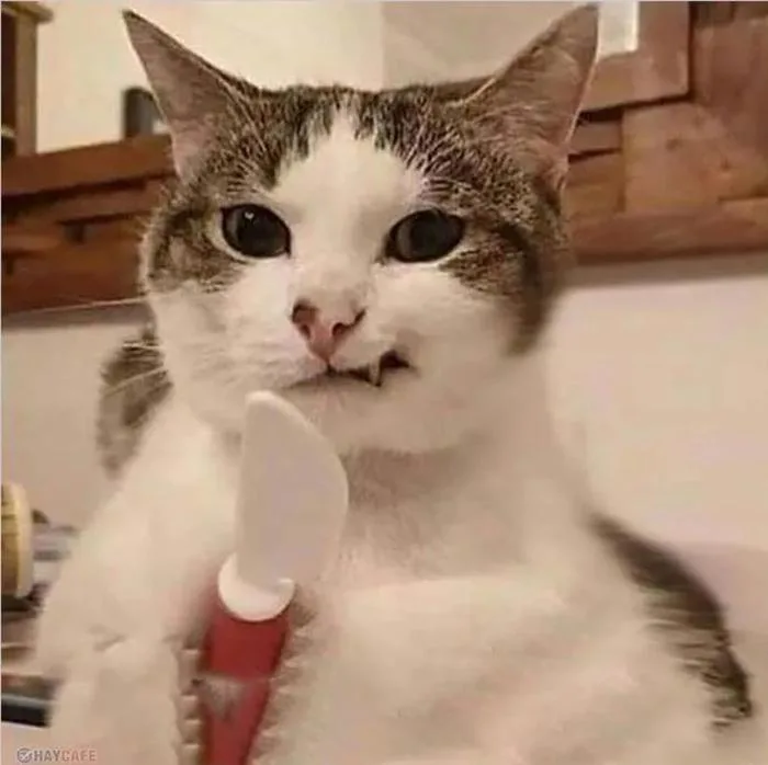 Meme mèo cầm dao là gì? Tổng hợp meme mèo cầm dao cực hài hước cho nhà đầu  tư