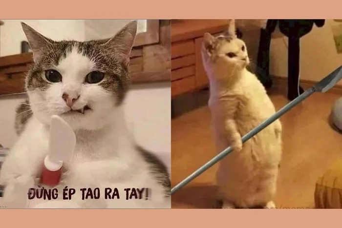 Cười bể bụng với bộ sưu tập hình ảnh meme mèo cầm dao lầy lội