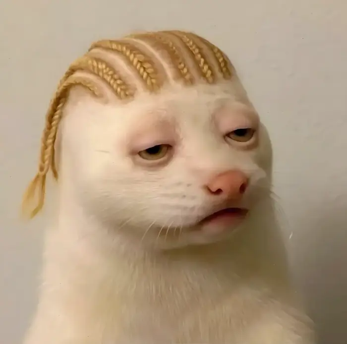 Meme Mèo Đen: Khoảnh khắc hài hước và biểu cảm "bá đạo" của loài  mèo