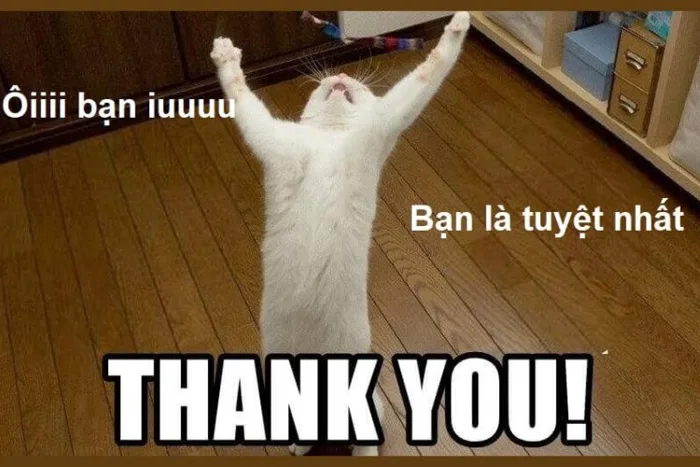 Meme cảm ơn: Cách thể hiện lòng biết ơn độc đáo và hài hước trên mạng xã hội