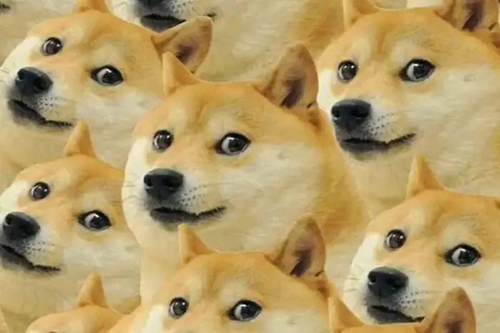 Tổng hợp ảnh meme dog hài hước khiến bạn cười không ngớt
