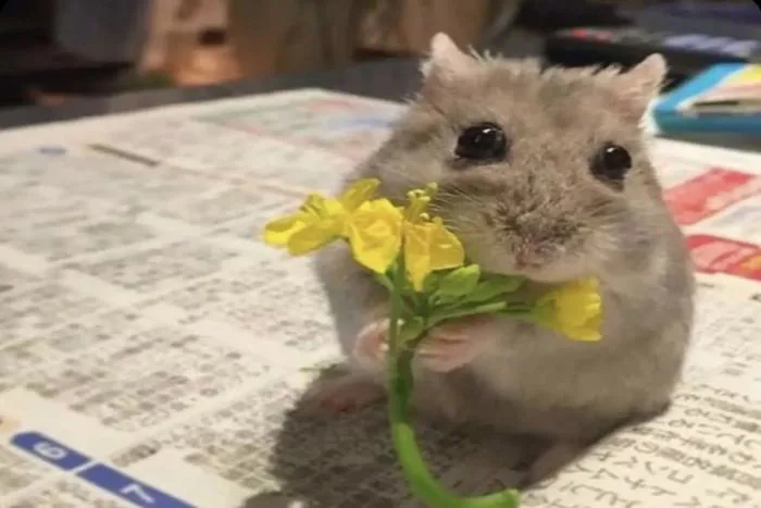 Gợi ý các mẫu meme yêu thương đáng yêu, hài hước giúp bạn truyền tải tình