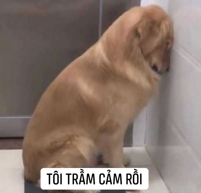 Bộ sưu tập meme trầm cảm đầy hài hước