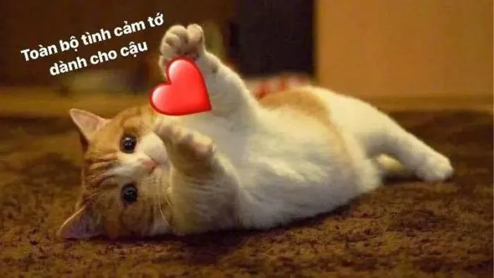 Ảnh Meme là gì? Giải mã nguồn gốc và tổng hợp 100+ meme phổ biến nhất