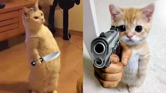 Meme là gì? Tổng hợp 10+ meme được sử dụng nhiều nhất