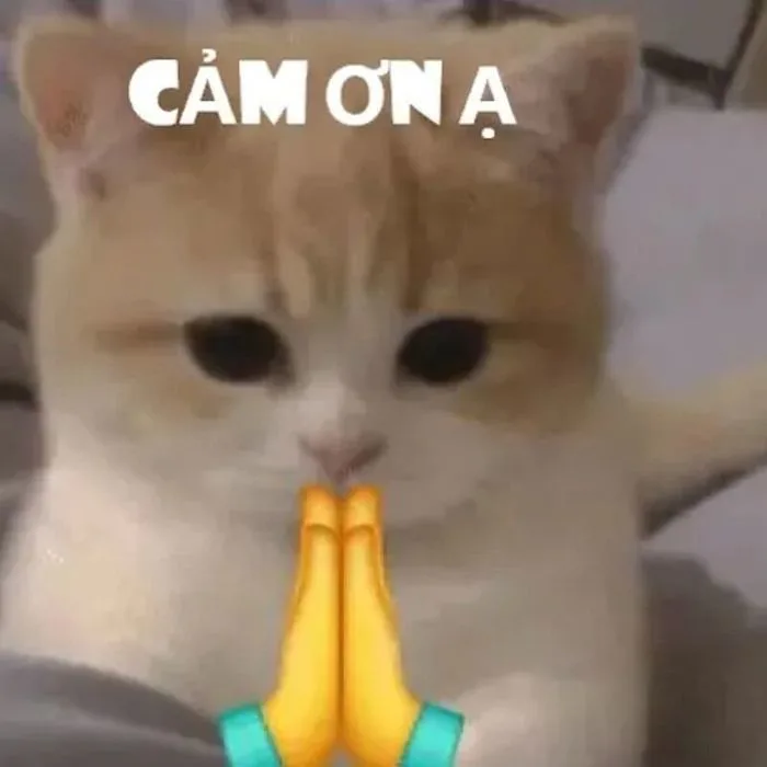 Bộ Sưu Tập 100+ Cảm Ơn Meme Sử Dụng Phổ Biến Nhất 2026