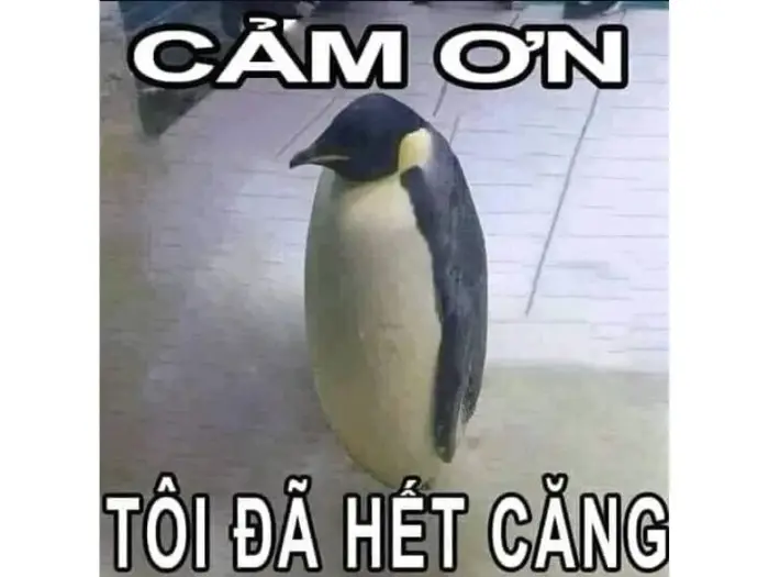 LƯU NGAY 99+ Ảnh Meme Cảm Ơn CƯỜI RỤNG RỐN | Yody