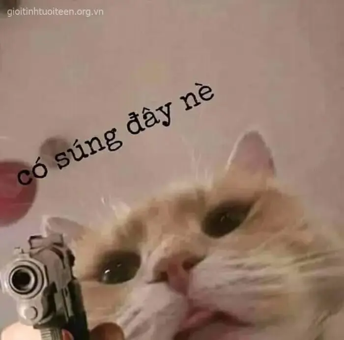 Tổng hợp 69+ Meme Mèo Cầm Súng “Báo Thủ”, Ảnh Chế Mèo Chiến Thần