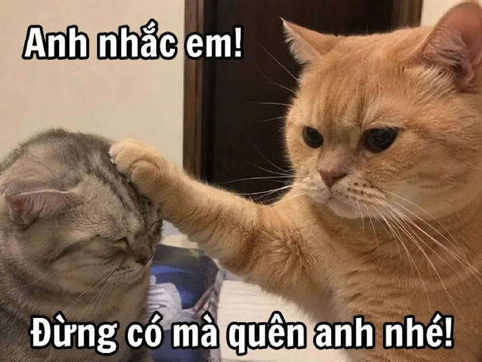 121+ Anh Nhắc Em meme trọng tài Lực Evisu siêu hài