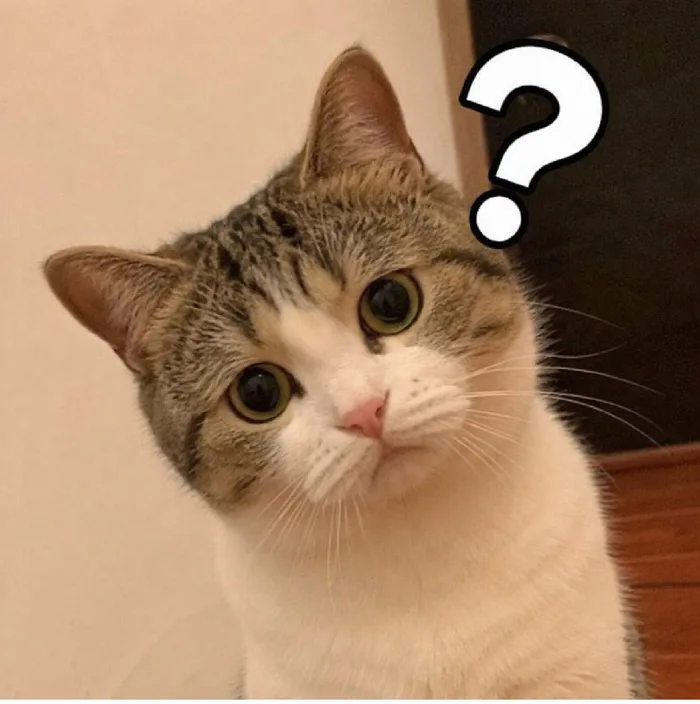 150+ Meme Mèo Chấm Hỏi (?) hoang mang cực bá đạo