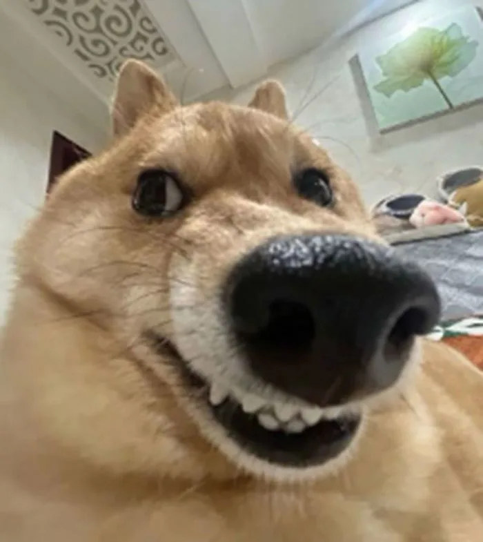 meme-cho-1
