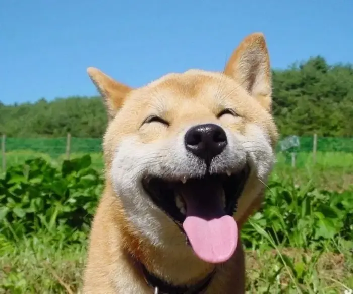 Bộ sưu tập ảnh con chó meme mới nhất độc đáo nhất