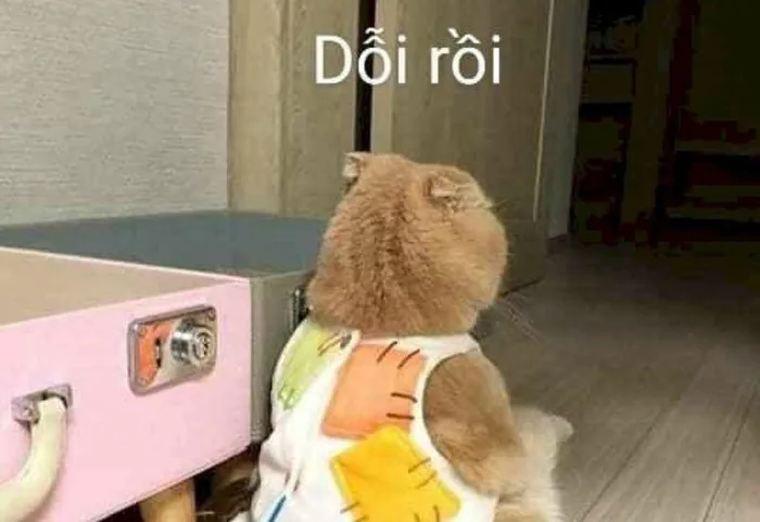 Tổng hợp các ảnh meme dỗi dễ thương, hài hước và vui nhộn