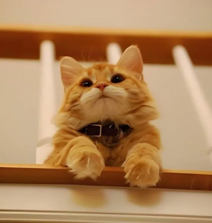 Khám Phá 220+ Meme Chờ Đợi Đã Trở Thành Huyền Thoại Internet
