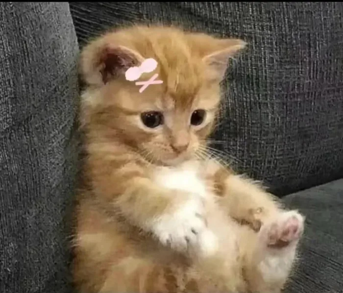 137+ Meme Chờ Đợi lót dép hóng cute cực hài hot