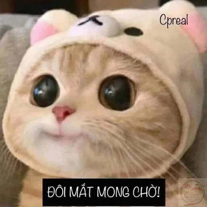 Meme Chờ Đợi ⏳ Tổng Hợp Ảnh Chế Chờ Đợi Hài Hước