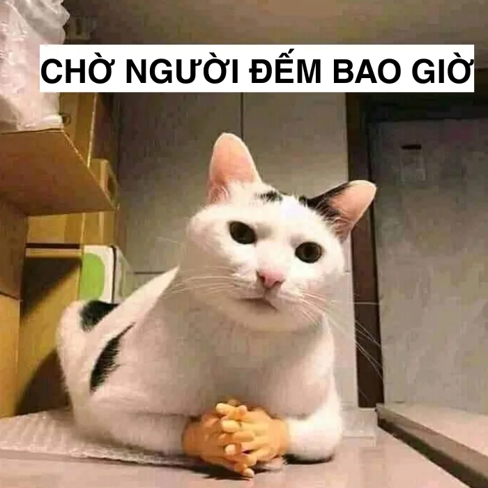 TOP 95+ Meme Chờ Đợi Đỉnh Cao Cho Những Ngày Dài Mong Ngóng