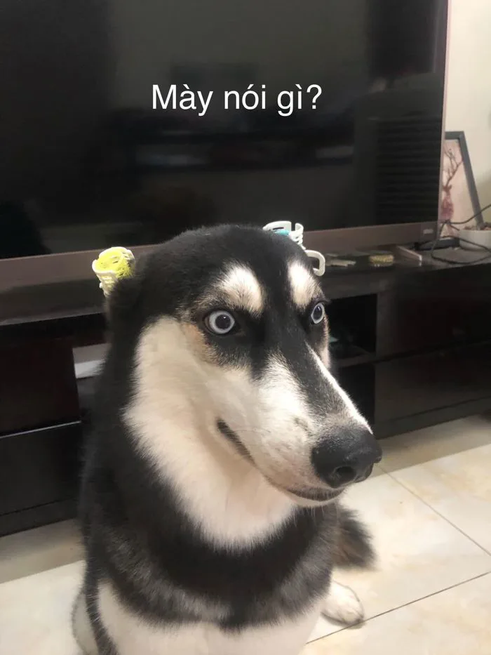 meme-cho-meo-1