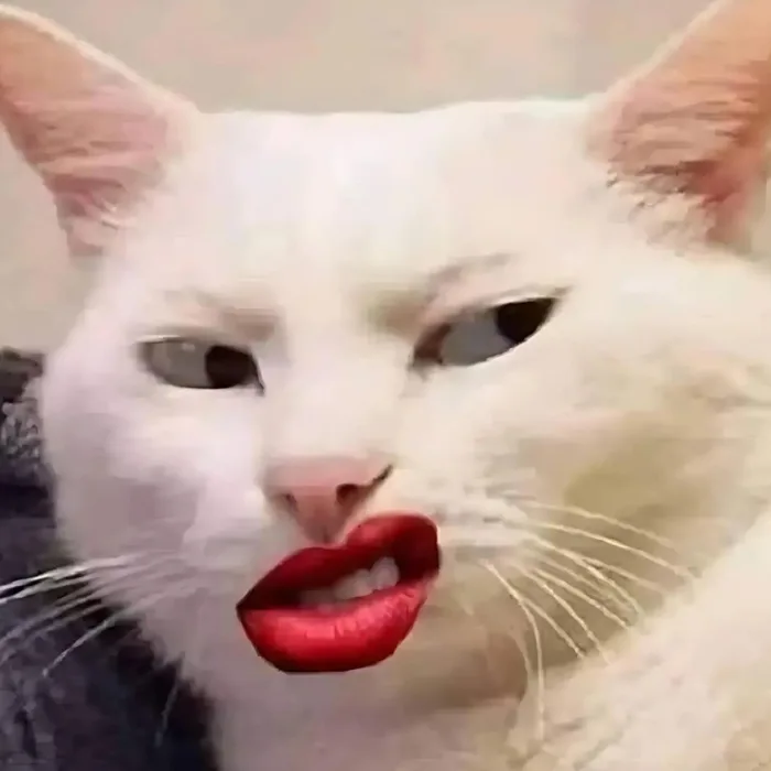 120+ ảnh meme mèo cười đểu, nhe răng, siêu bựa hài hước