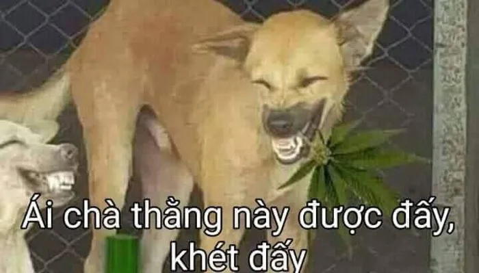 Tổng hợp meme chó, mèo hài hước để gửi bạn bè