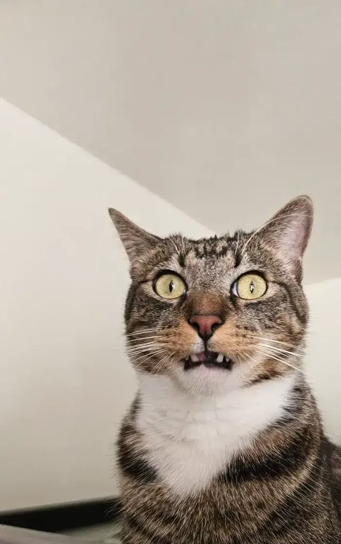 Bộ sưu tập 77 Meme Mèo Sốc, hoảng hốt vui nhộn trước những tình huống bất  ngờ