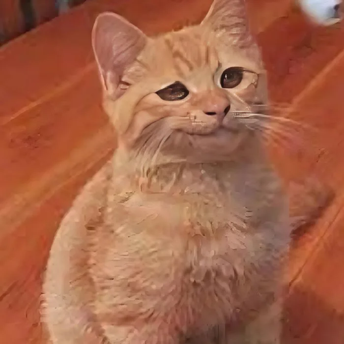 120+ ảnh meme mèo cười đểu, nhe răng, siêu bựa hài hước