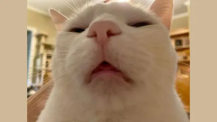1001+ Meme Mèo Hài Hước Bựa Cute 2026 - Tải Ngay!