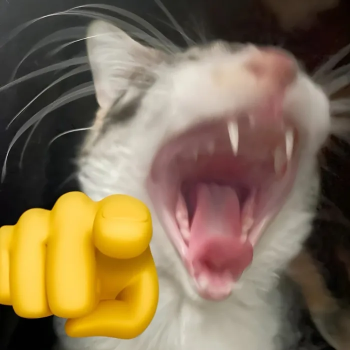 299+ Ảnh meme mèo HÀI HƯỚC, cực đáng yêu, cute, vui nhộn nhất