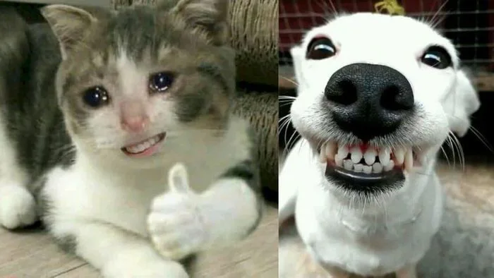 Hơn 100 bức ảnh meme hài hước, hài bựa mới nhất