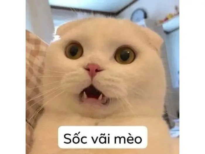Tổng hợp 101+ ảnh meme mèo bựa, hài hước và đáng yêu