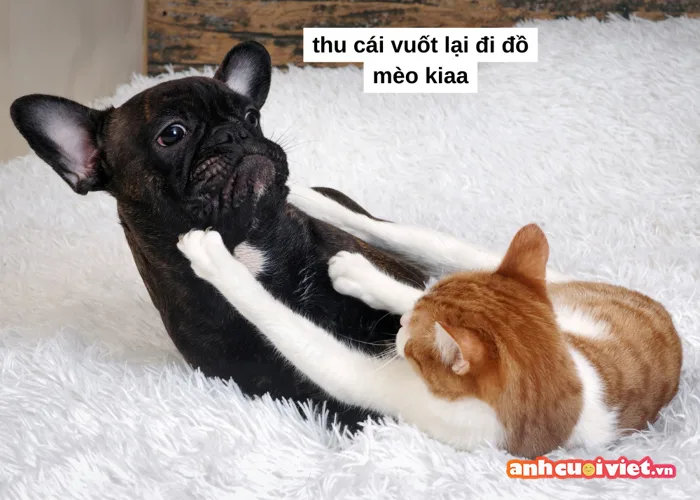 TOP 99+ meme mèo đáng yêu, ảnh mèo chế siêu hài hước mới nhất | Ảnh Cười  Việt