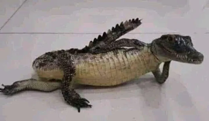 Meme ⚡ Cá sấu nằm chống tay làm dáng giống người người mẫu hóng chuyện