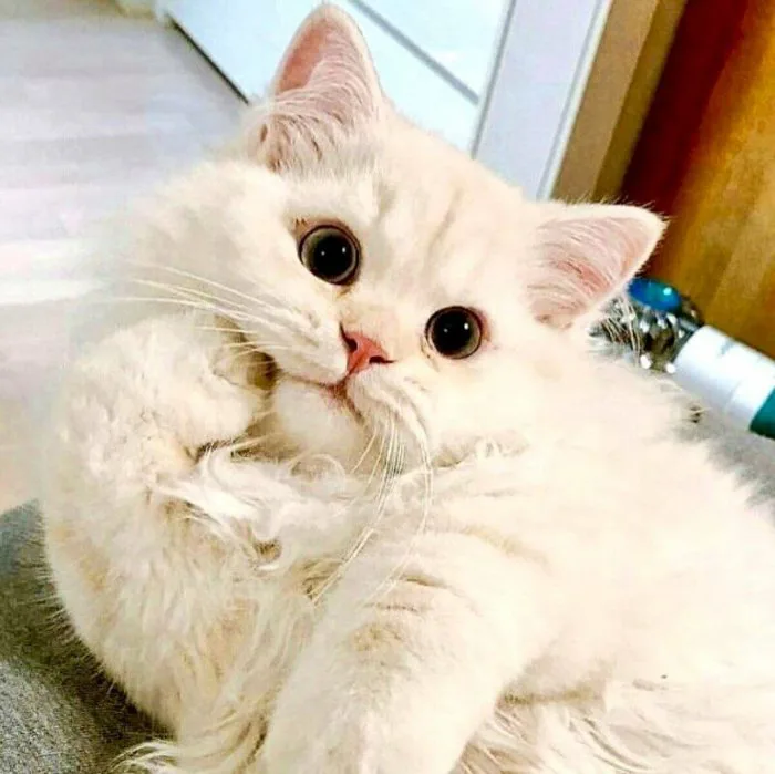 101 ảnh meme mèo khó hiểu hài hước dễ thương, chất lượng cao, tải miễn phí