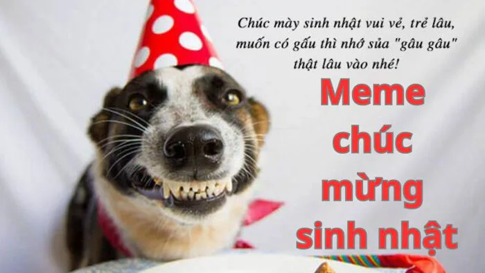 99+ Meme chúc mừng sinh nhật hài hước - Mẫu bánh troll