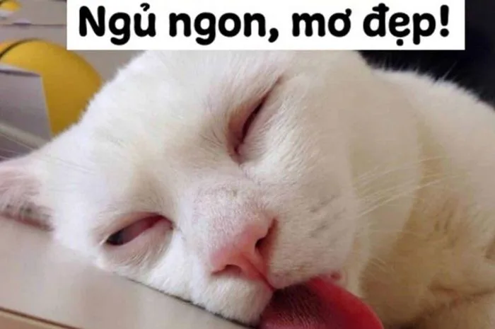 meme-chuc-ngu-ngon-1