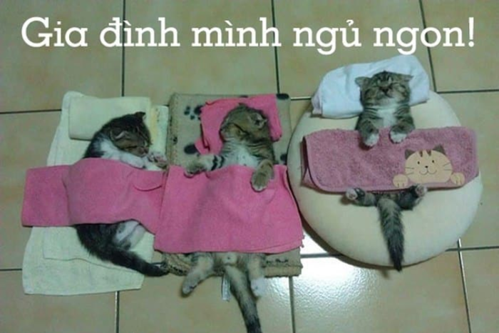Meme chúc ngủ ngon là gì? Tìm hiểu ý nghĩa tin nhắn chúc ngủ ngon