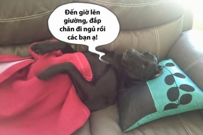 Meme chúc ngủ ngon là gì? Tìm hiểu ý nghĩa tin nhắn chúc ngủ ngon
