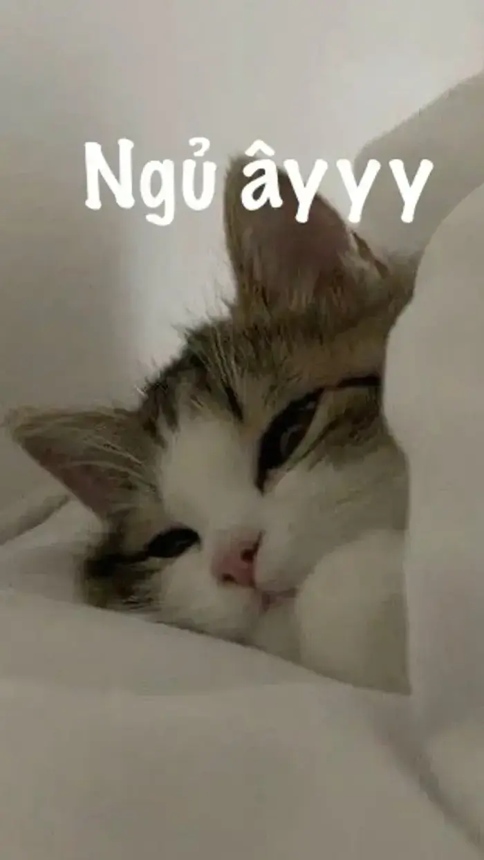 BST 80 Meme Chúc Ngủ Ngon vừa hài vừa cute đáng yêu để có giấc mơ đẹp