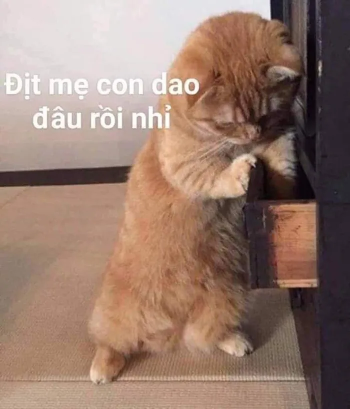 Meme ⚡ Mèo chửi dit me con dao đâu rồi nhỉ